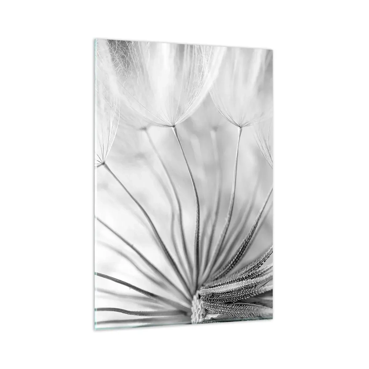 Impression sur verre - Image sur verre - Pissenlits délicats dans des tons noir et blanc - 80x120cm - Aigrette avant son envol - Décoration murale moderne pour le salon et la chambre ARTTOR