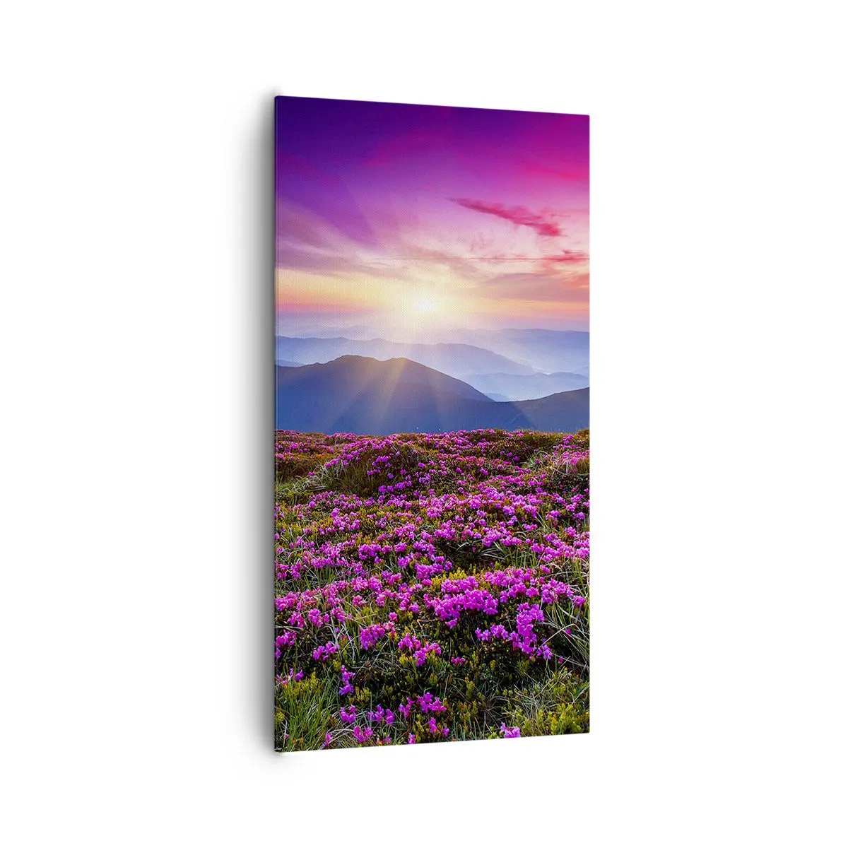 Impression sur toile - Image sur toile - Les herbes sentaient les grappes fraîches de la récolte - 65x120 cm