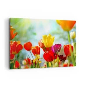 Impression sur toile - Image sur toile - Tulipes colorées au soleil - 100x70cm - Toutes les couleurs du soleil - Décoration murale moderne pour le salon et la chambre ARTTOR