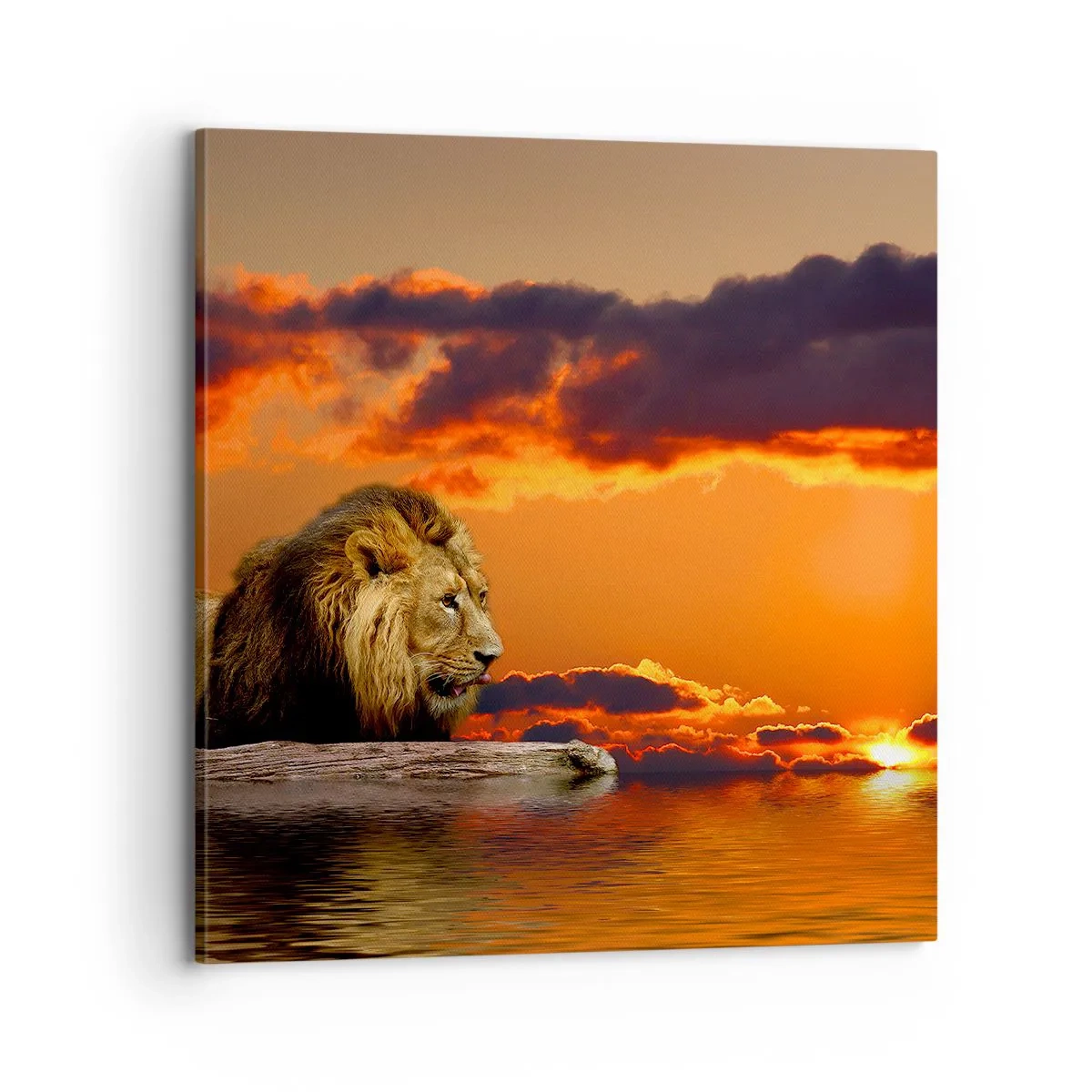 Impression sur toile - Image sur toile - Le roi de la nature - 70x70 cm