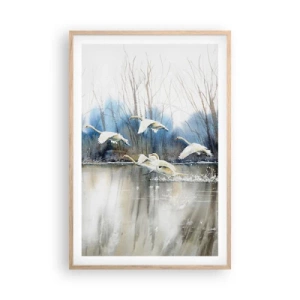 Affiche dans un chêne clair - Poster - Comme dans un conte de fées sur les cygnes sauvages - 61x91 cm