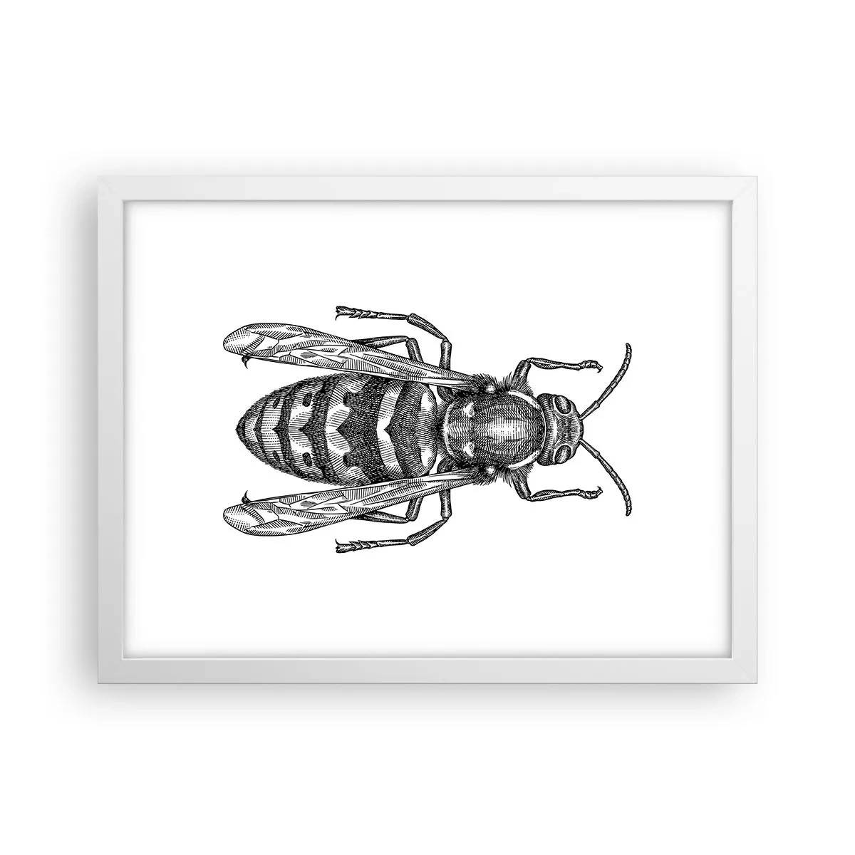 Affiche dans un cadre blanc - Poster - D'une planète d'insectes - 40x30 cm