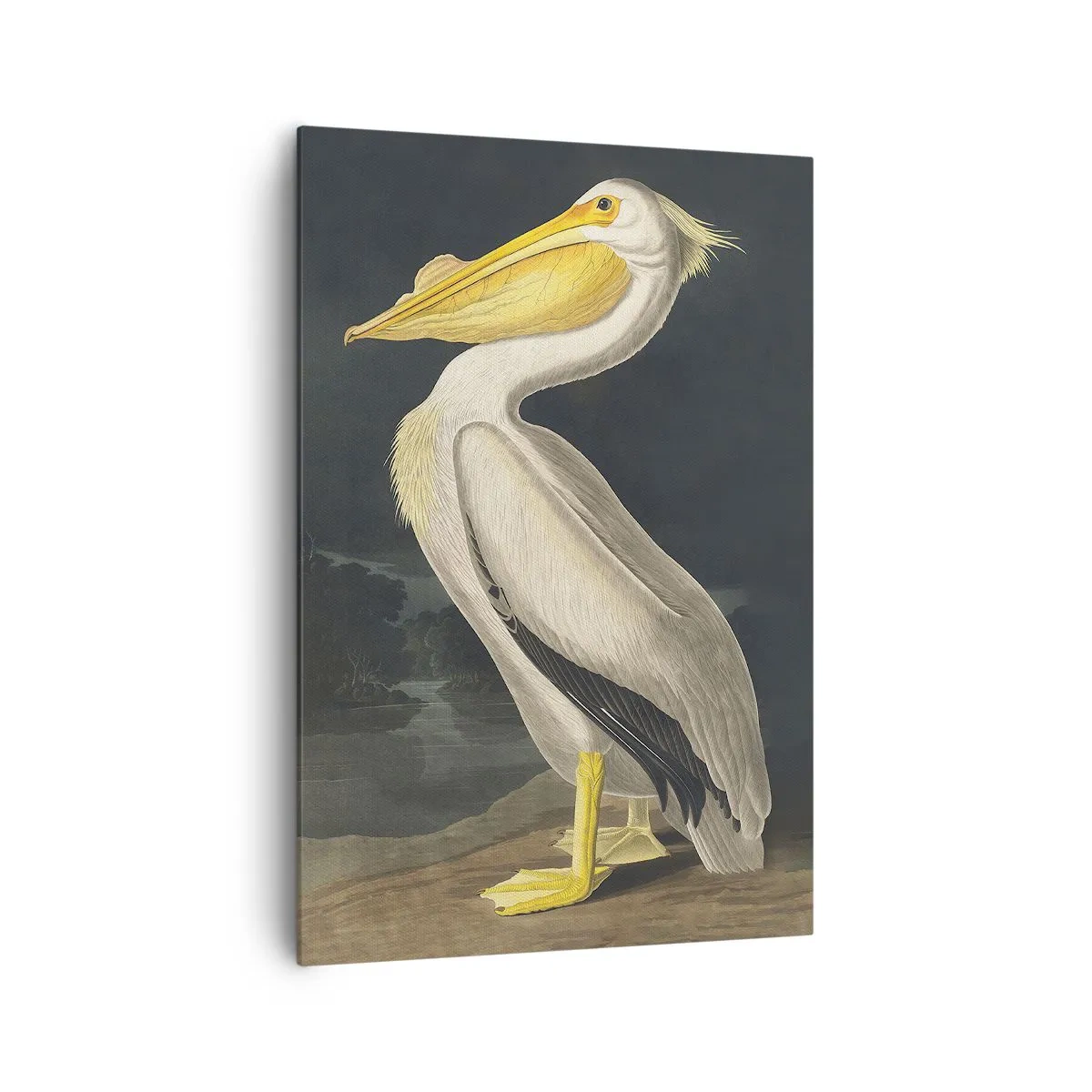 Impression sur toile - Image sur toile - Plein de fierté - 70x100 cm