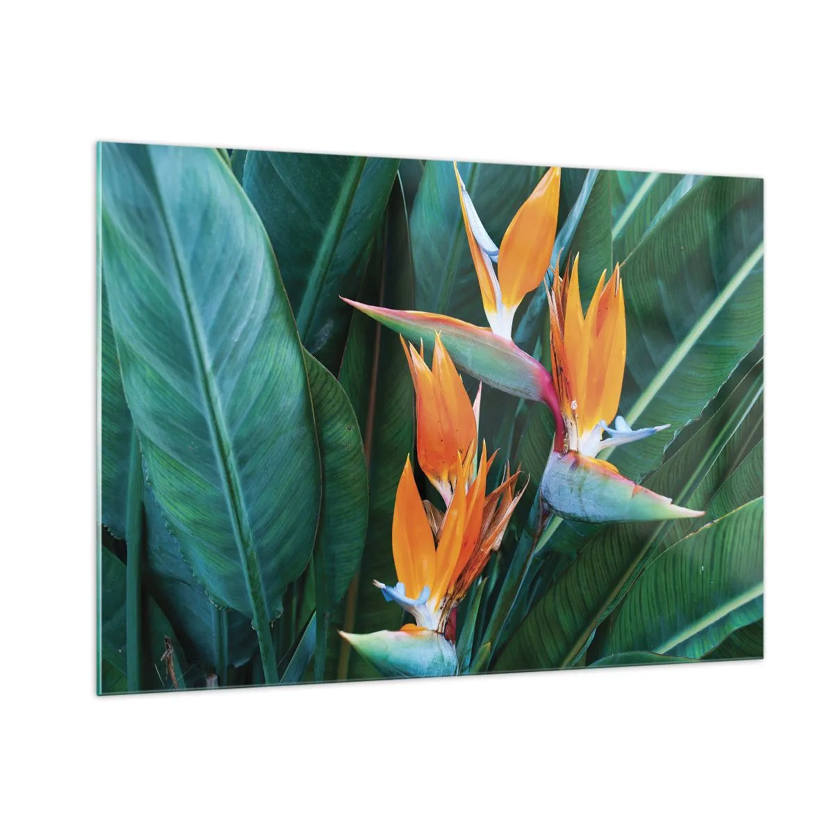 Impression sur verre - Image sur verre - Fleurs de strelitzia exotiques parmi de grandes feuilles vertes - 100x70cm - Est-ce une fleur, est-ce un oiseaux? - Décoration murale moderne pour le salon et la chambre ARTTOR