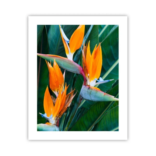 Affiche - Poster - Est-ce une fleur, est-ce un oiseaux? - 40x50 cm