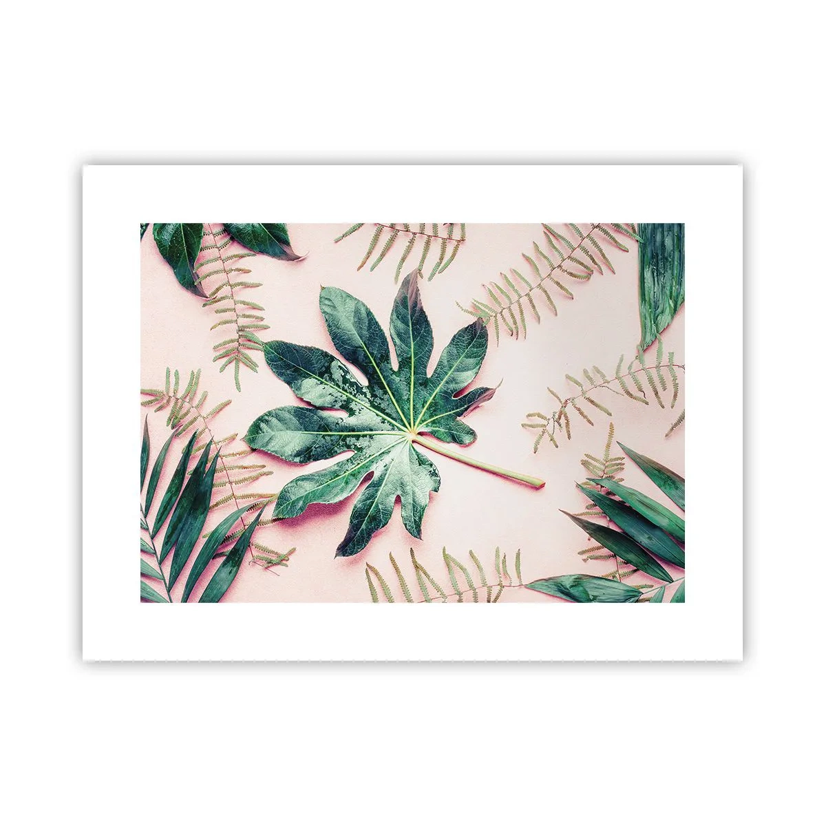 Affiche - Poster - Étude de verdure sur fond rose - 40x30 cm