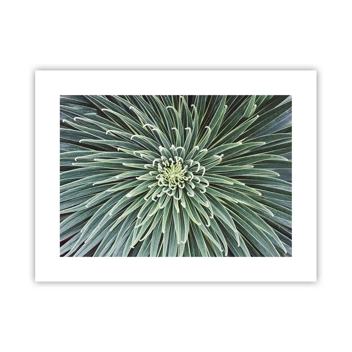 Affiche - Poster - Naissance d'une étoile - 40x30 cm