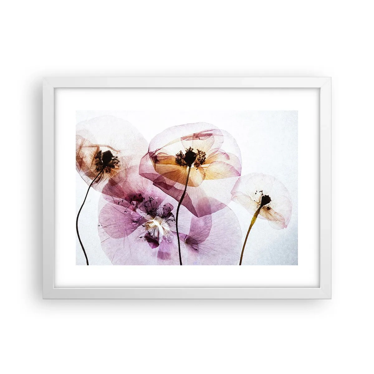 Affiche dans un cadre blanc - Poster - Corps de fleurs transparente - 40x30 cm