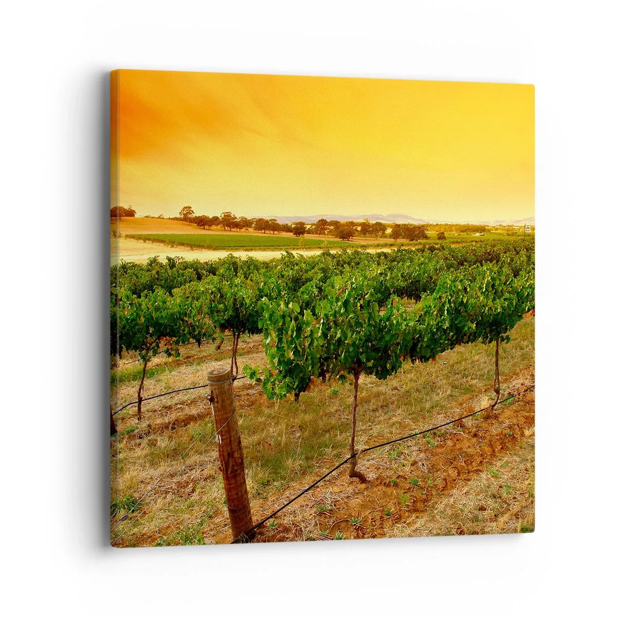 Impression sur toile - Image sur toile - S'abreuver du soleil - 40x40 cm