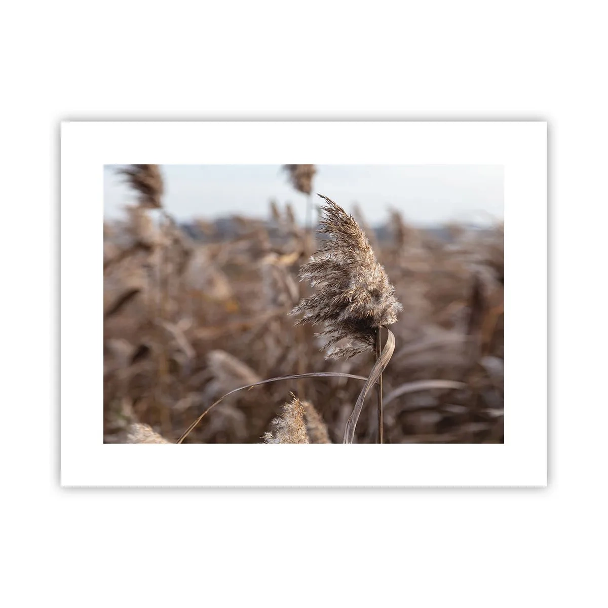 Affiche - Poster - Il est temps de s'envoler avec le vent - 40x30 cm