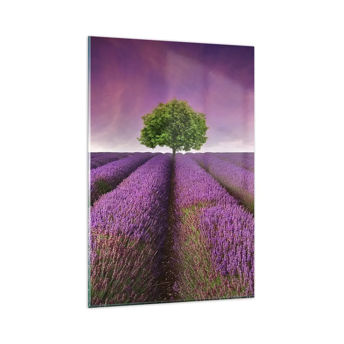 Impression sur verre - Image sur verre - Un champ de lavande avec un arbre solitaire et un ciel violet - 80x120cm - Dans un champs de lavande - Décoration murale moderne pour le salon et la chambre ARTTOR