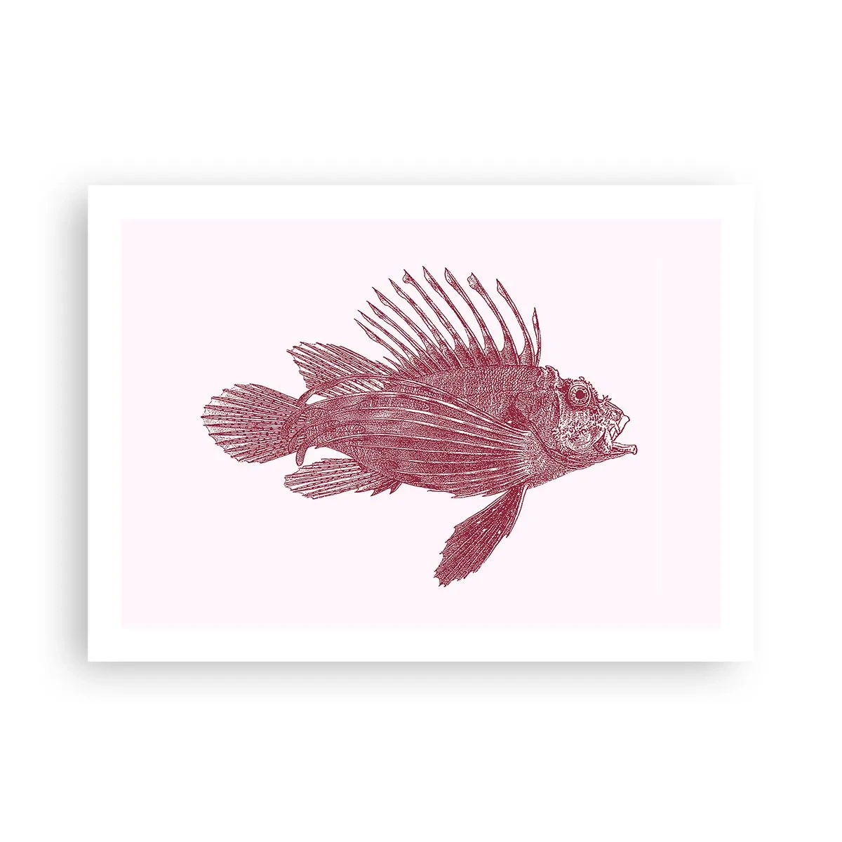 Affiche - Poster - Un habitant des eaux exotiques - 70x50 cm