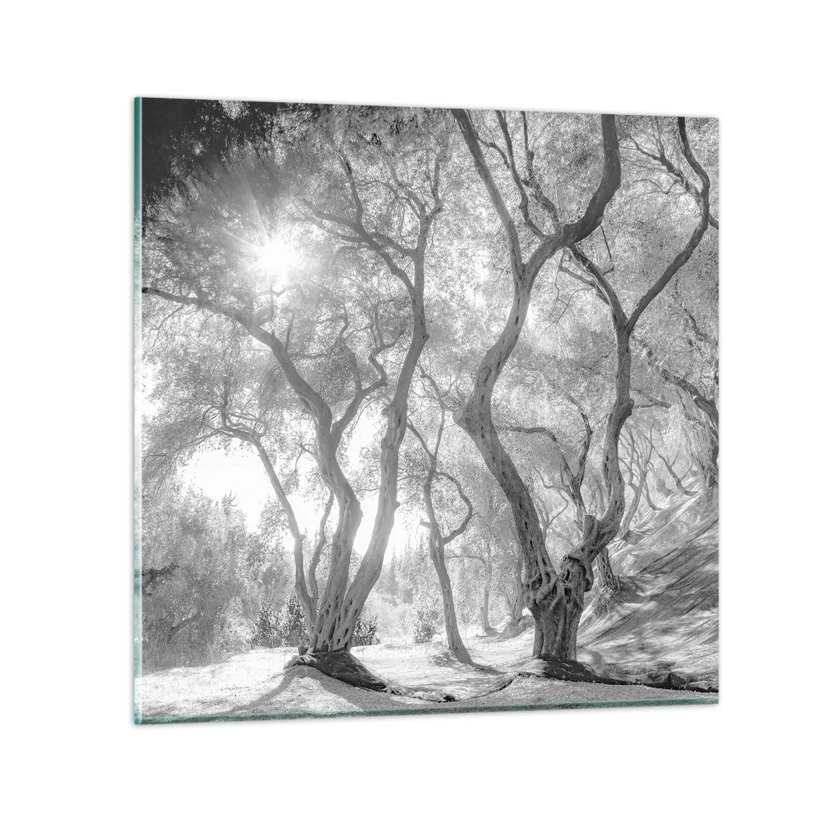 Impression sur verre - Image sur verre - Dans l'oliveraie - 40x40 cm