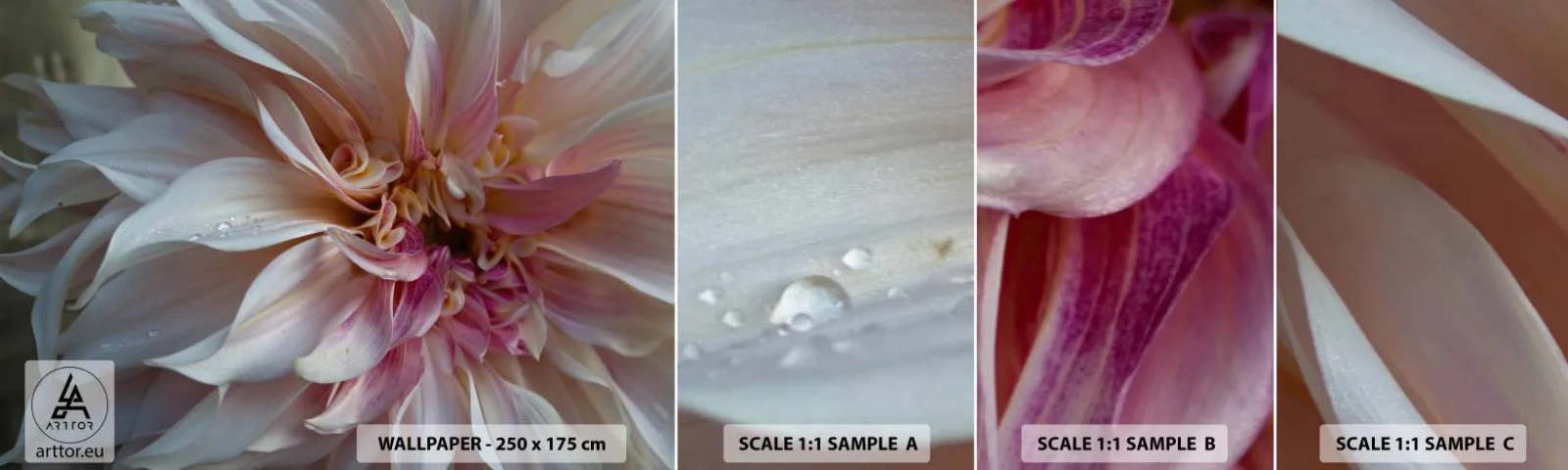 Échantillon De Papier Peint Standard Eco - Fraîcheur fleurissante - Fleur, Dahlia, Usine - 100x30 cm