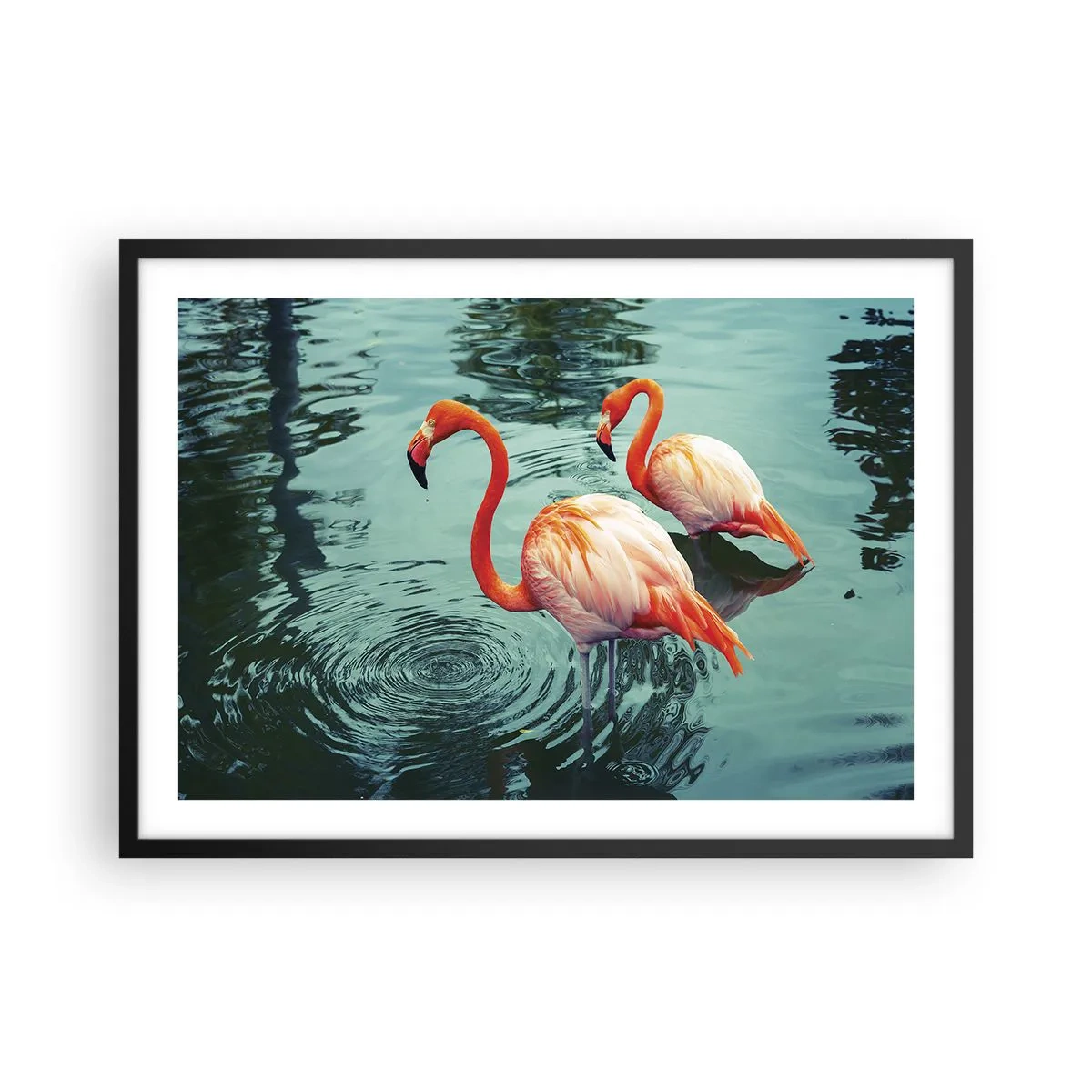 Affiche dans un cadre noir - Poster - Deux flamants roses dans l'eau calme reflétant leur environnement - 70x50cm - Nous sommes à la mode maintenant - Décoration murale moderne pour le salon et la chambre ARTTOR