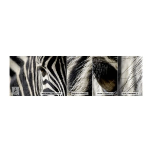 Échantillon De Papier Peint Standard Eco - Portrait en rayure - Animaux, Côtes, Afrique - 100x30 cm