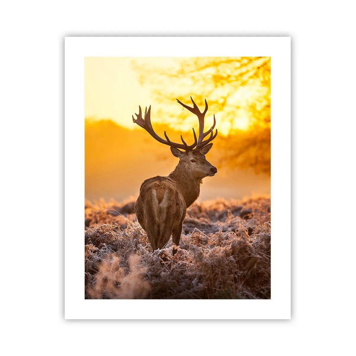 Affiche - Poster - Roi de la forêt automnal - 40x50 cm