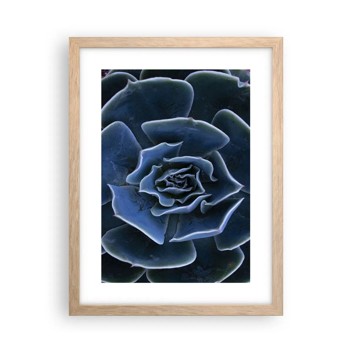 Affiche dans un chêne clair - Poster - Fleur du désert - 30x40 cm