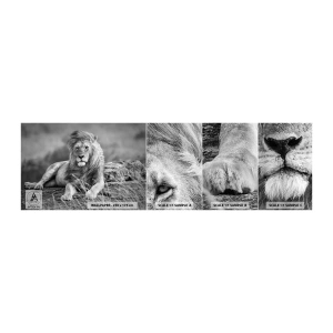 Échantillon de Papier Peint Autocollant Deluxe Sticker - Sieste royale - Lion, Animaux, Nature - 100x30 cm