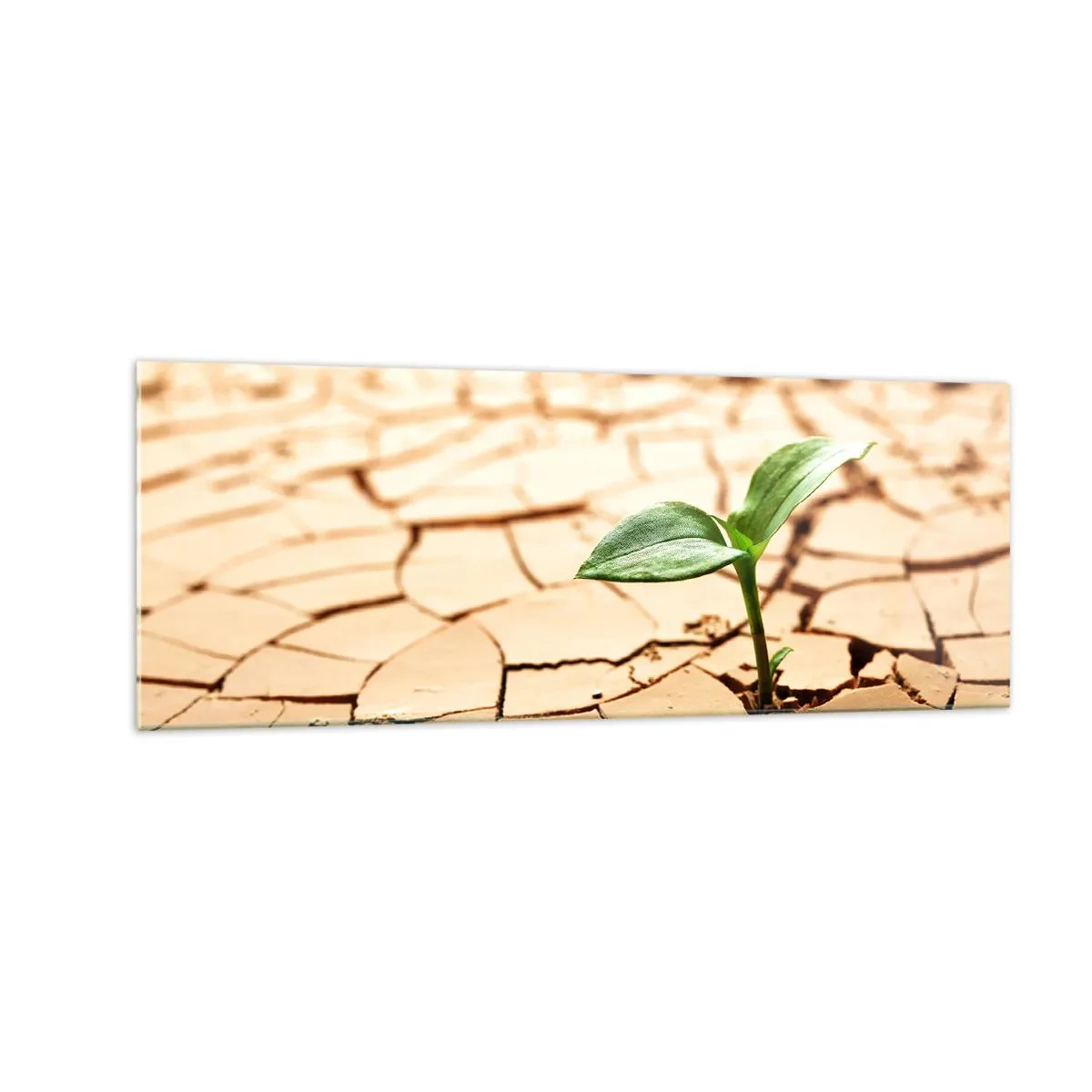 Impression sur verre - Image sur verre - Une plante verte poussant sur une terre sèche et craquelée - 140x50cm - La force indomptable de la vie - Décoration murale moderne pour le salon et la chambre ARTTOR