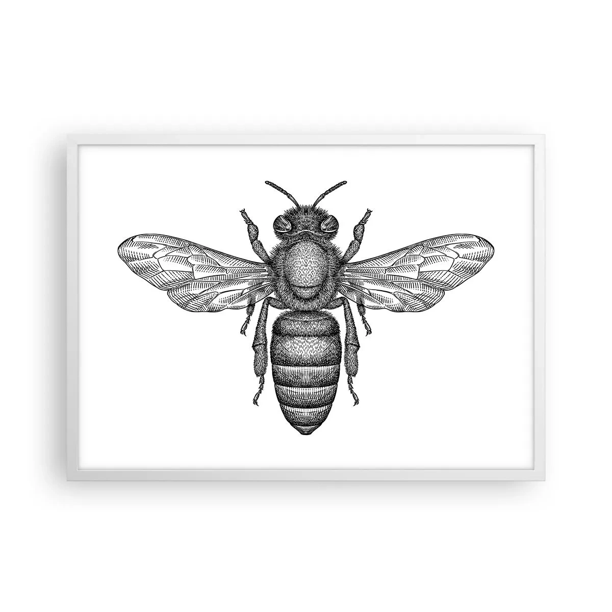 Affiche dans un cadre blanc - Poster - Portrait d'insecte - 70x50 cm