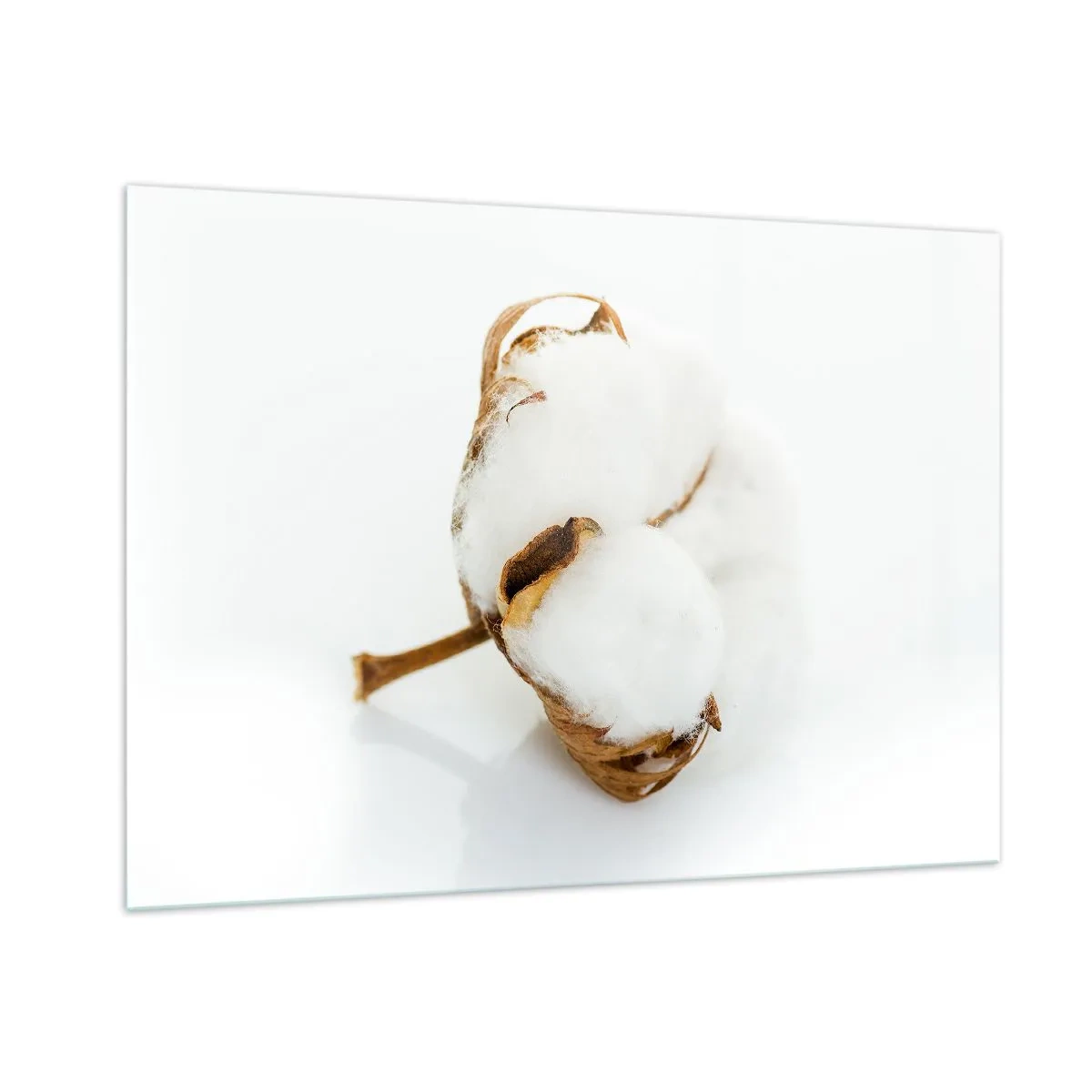 Impression sur verre - Image sur verre - Une seule fleur de coton duveteuse sur fond blanc - 100x70cm - Doux par nature - Décoration murale moderne pour le salon et la chambre ARTTOR