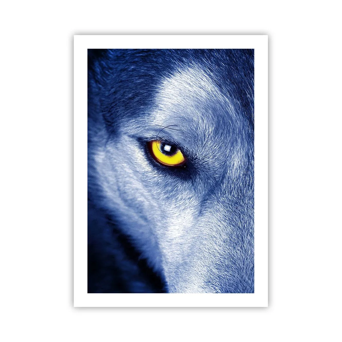 Affiche - Poster - Gros plan de l'œil jaune d'un loup dans un ton bleu - 50x70cm - Regars hypnotique - Décoration murale moderne pour le salon et la chambre ARTTOR