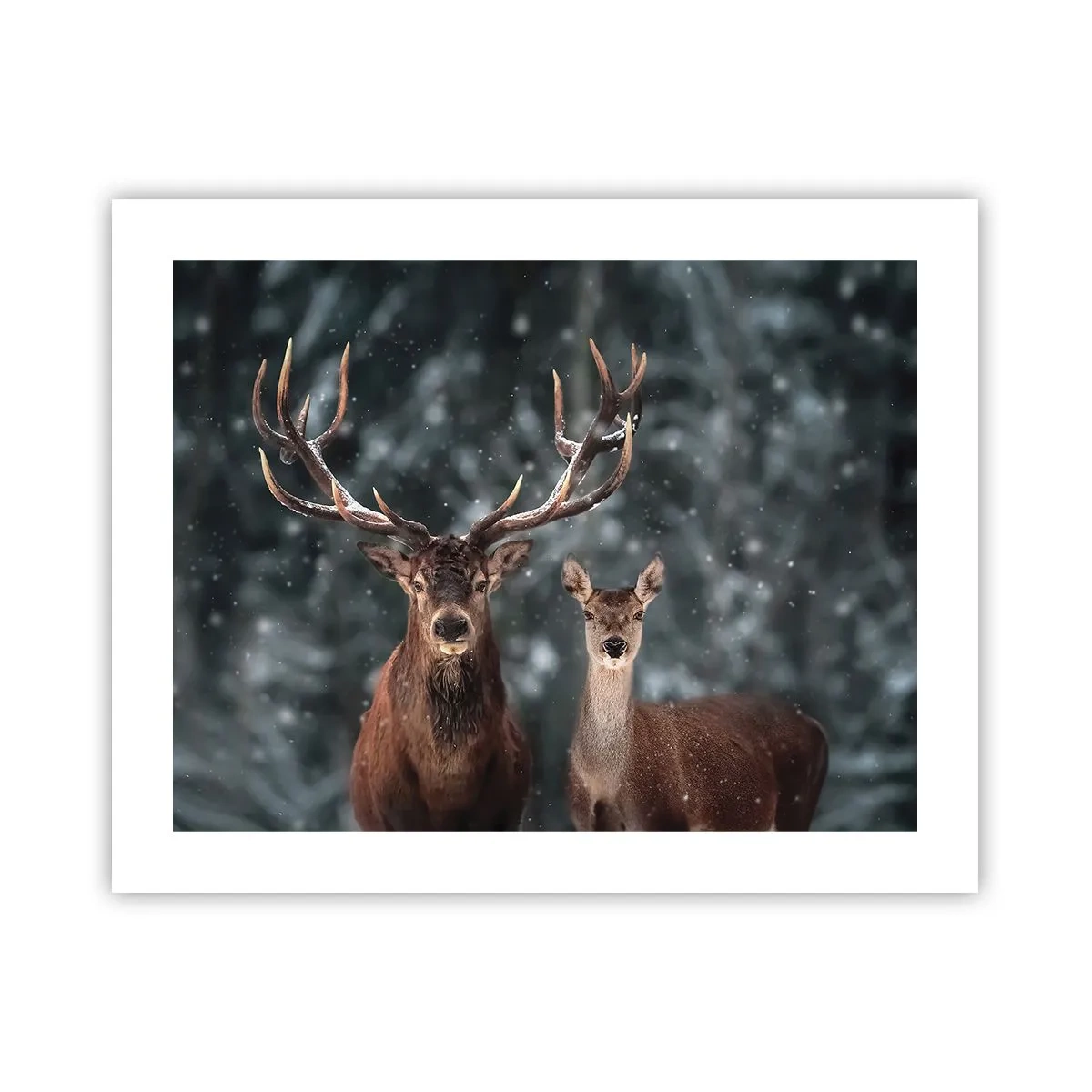 Affiche - Poster - Le roi de la forêt avec sa femme - 50x40 cm