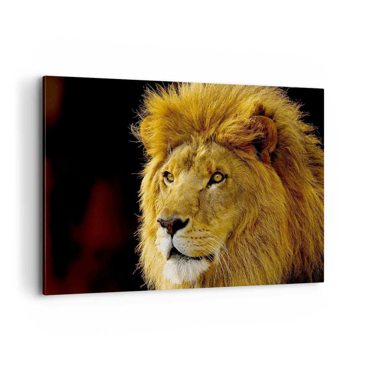 Impression sur toile - Image sur toile - Portrait d'un lion à la crinière majestueuse sur fond sombre - 100x70cm - Portrait de roi - Décoration murale moderne pour le salon et la chambre ARTTOR