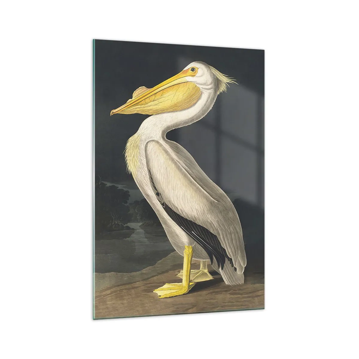 Impression sur verre - Image sur verre - Plein de fierté - 70x100 cm