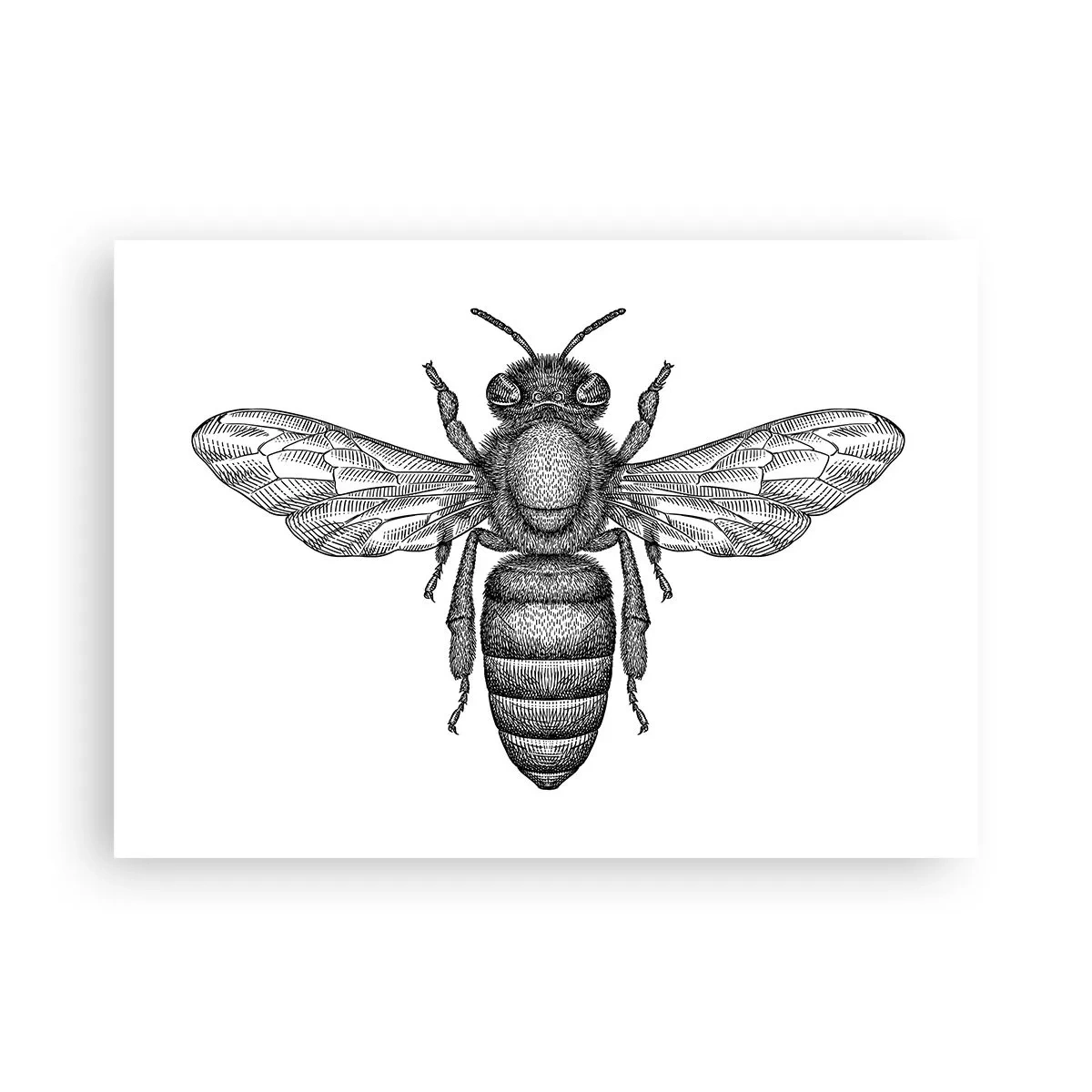 Affiche - Poster - Portrait d'insecte - 70x50 cm