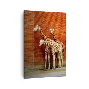 Impression sur toile - Image sur toile - Quatre girafes contre un mur de briques dans un décor artistique - 70x100cm - Voyez-vous des acacias ? - Décoration murale moderne pour le salon et la chambre ARTTOR