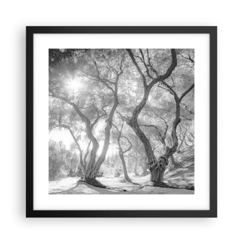 Affiche dans un cadre noir - Poster - Dans l'oliveraie - 40x40 cm