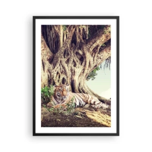 Affiche dans un cadre noir - Poster - Un tigre se repose sous un immense arbre aux racines emmêlées. - 50x70cm - Vue du Livre de la Genèse - Décoration murale moderne pour le salon et la chambre ARTTOR