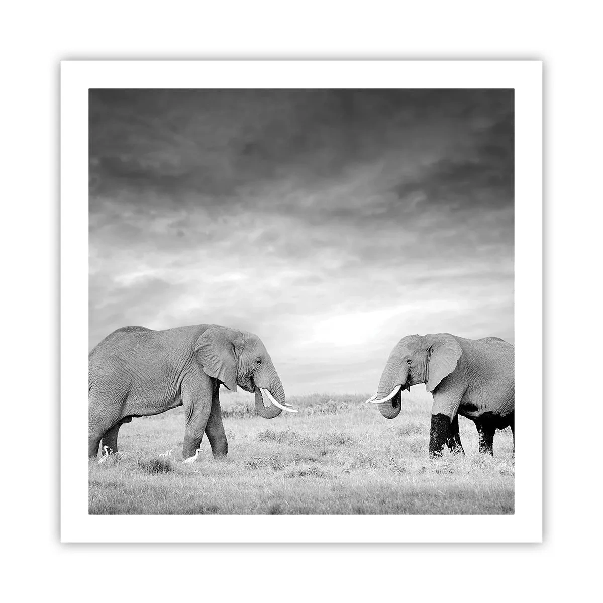 Affiche - Poster - Le gris est beau - 60x60 cm