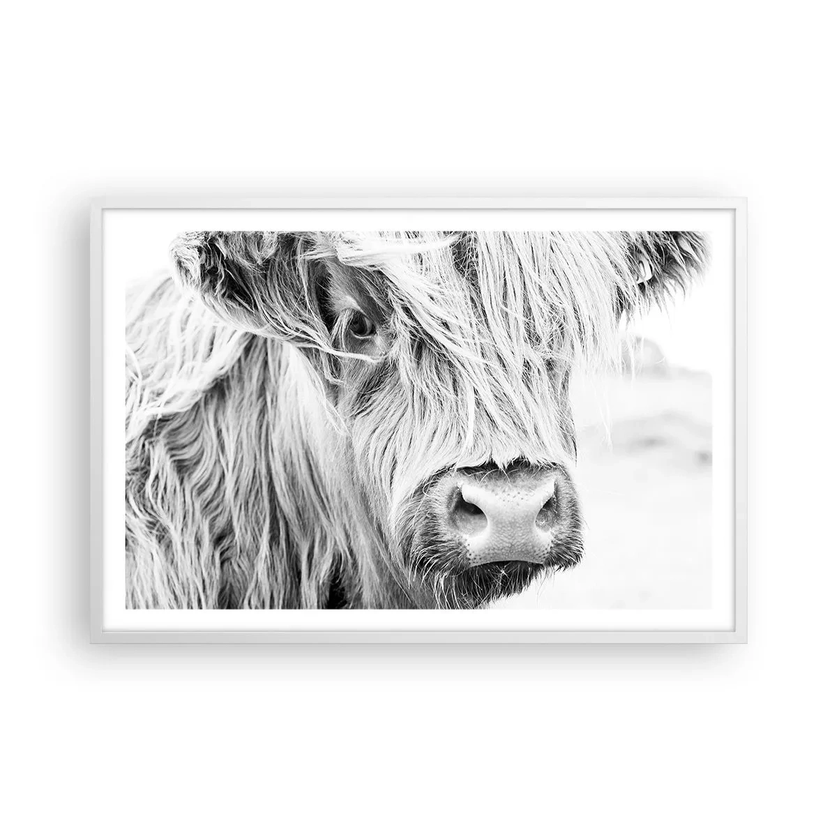 Affiche dans un cadre blanc - Poster - Sauvagerie écossaise - 91x61 cm