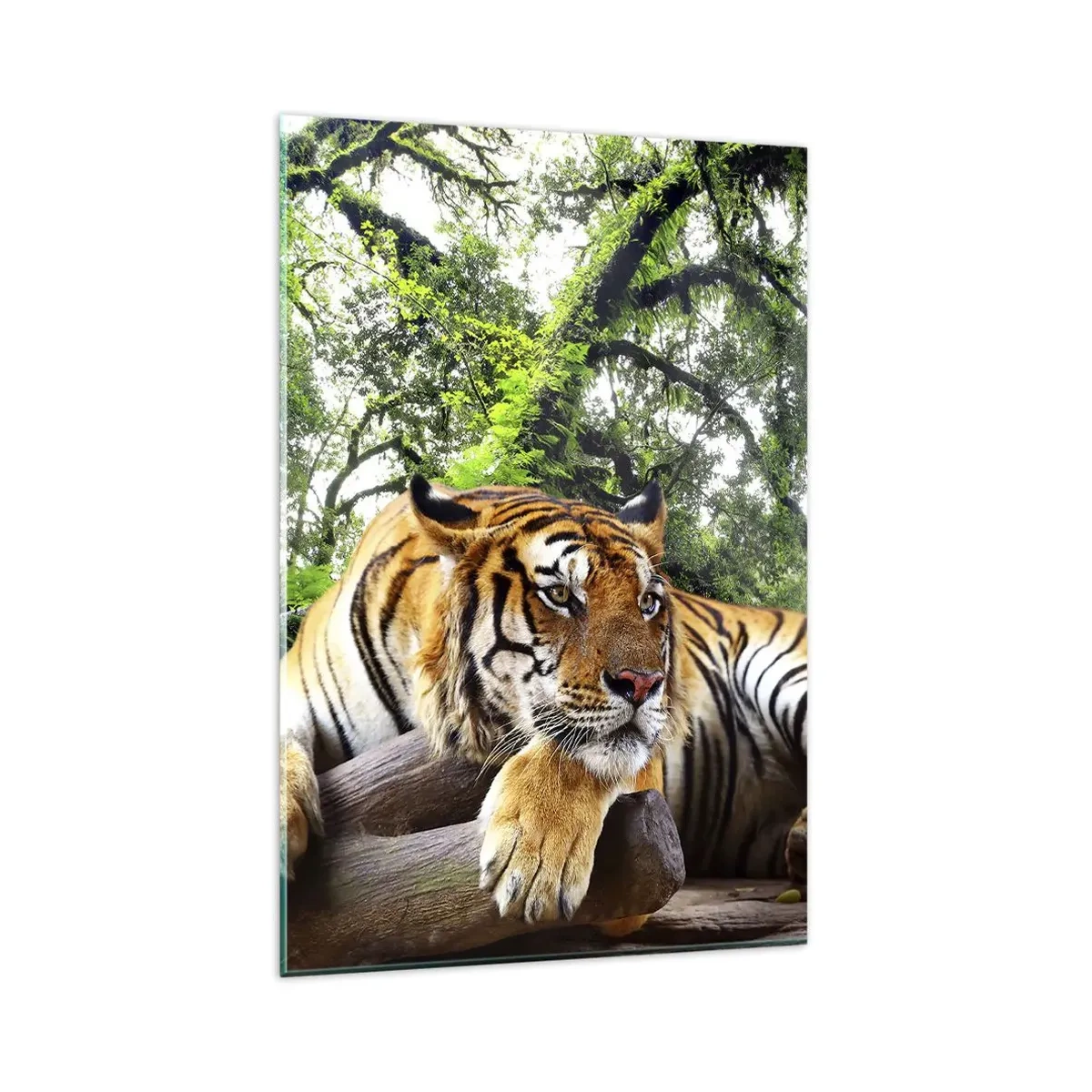 Impression sur verre - Image sur verre - Un tigre se reposant dans une forêt tropicale - 80x120cm - Cordialement - Décoration murale moderne pour le salon et la chambre ARTTOR