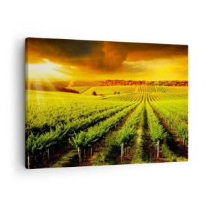 Impression sur toile - Image sur toile - Des vignes dorées illuminées par les rayons du soleil - 70x50cm - Sous le soleil australien - Décoration murale moderne pour le salon et la chambre ARTTOR