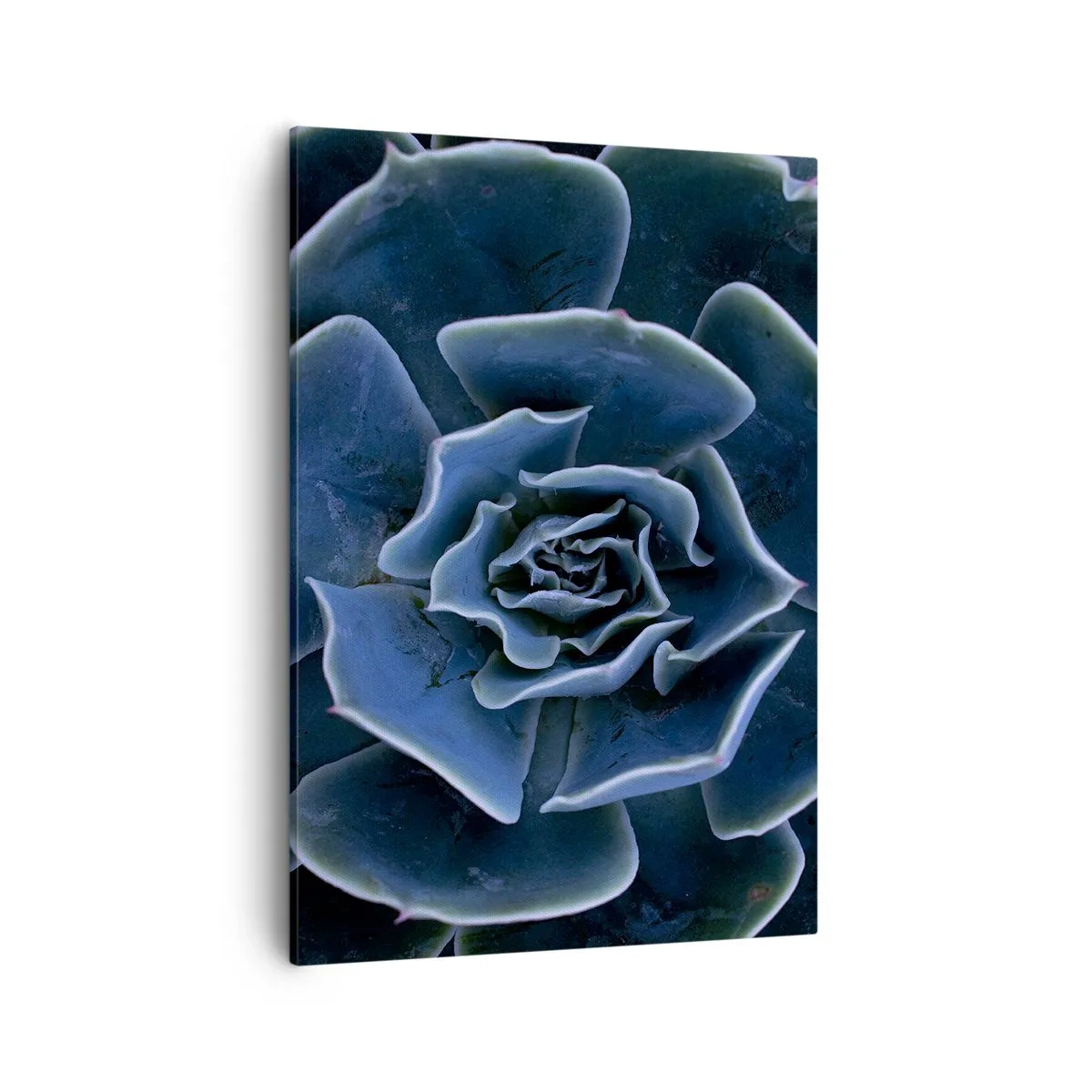 Impression sur toile - Image sur toile - Gros plan d'une rosette succulente verte - 50x70cm - Fleur du désert - Décoration murale moderne pour le salon et la chambre ARTTOR