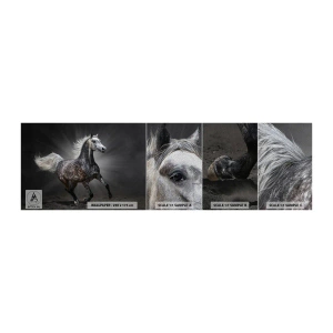 Échantillon de Papier Peint Premium Sand - Le gris est beau - Animaux, cheval arabe, Nature - 100x30 cm