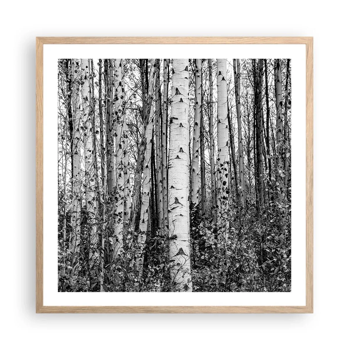 Affiche dans un chêne clair - Poster - Enchevêtrement de bouleau - 60x60 cm