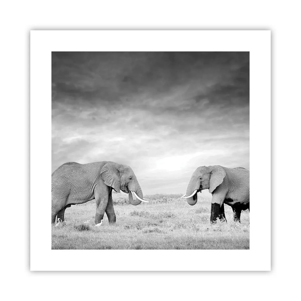 Affiche - Poster - Le gris est beau - 40x40 cm