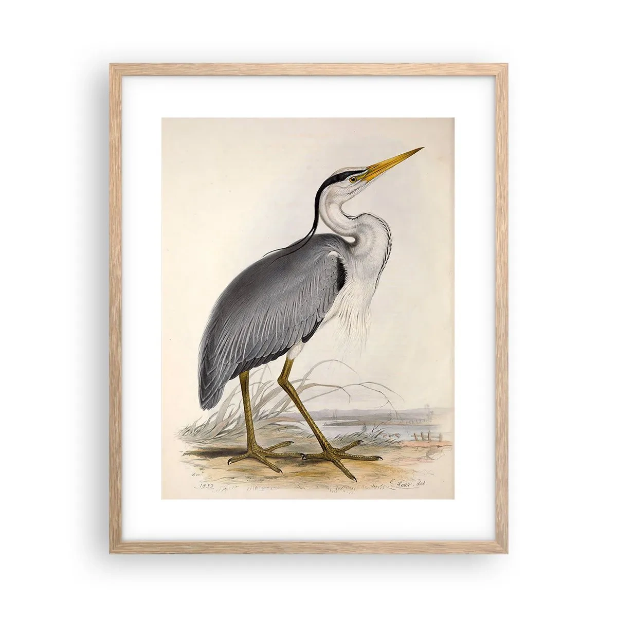 Affiche dans un chêne clair - Poster - Grâce au héron - 40x50 cm