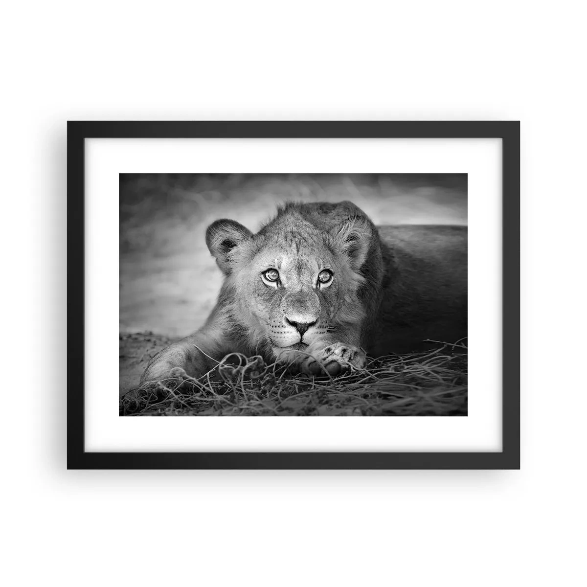 Affiche dans un cadre noir - Poster - Chiot royal - 40x30 cm