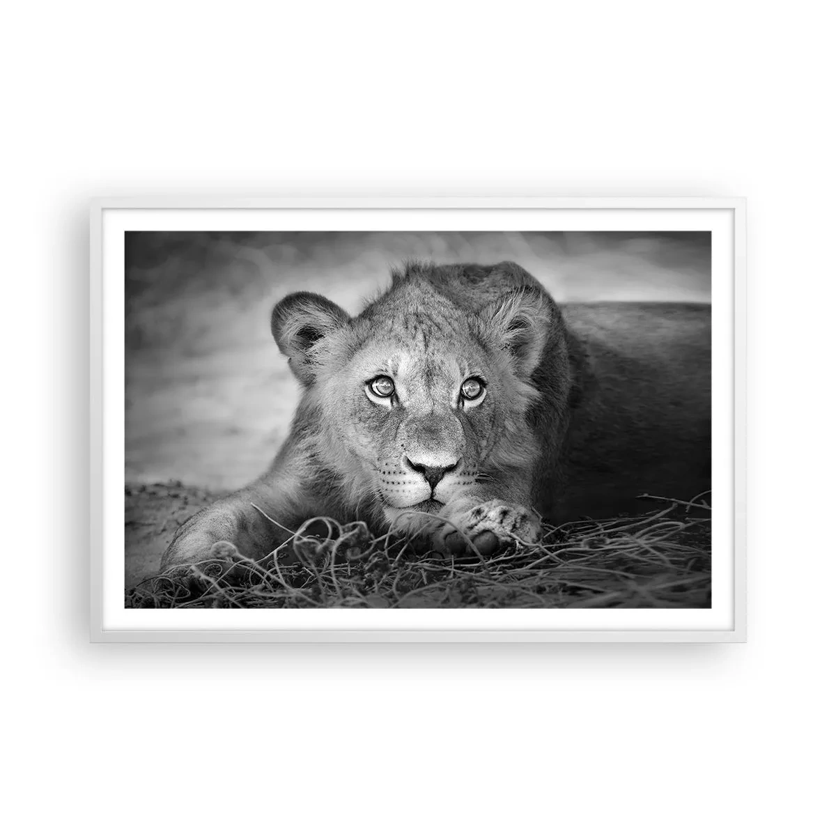 Affiche dans un cadre blanc - Poster - Chiot royal - 91x61 cm
