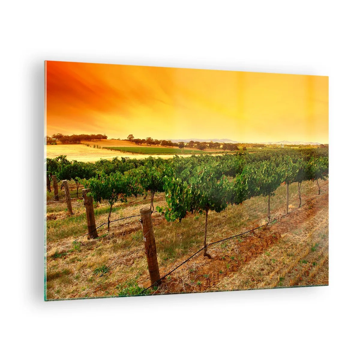 Impression sur verre - Image sur verre - Vignes dans la chaude lumière du soleil couchant - 70x50cm - S'abreuver du soleil - Décoration murale moderne pour le salon et la chambre ARTTOR