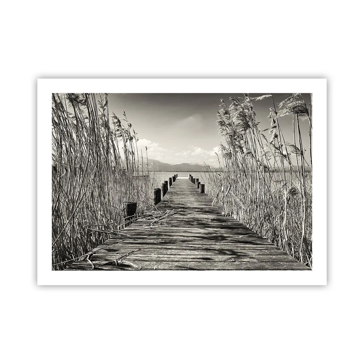 Affiche - Poster - Dans le calme de l'herbe - 70x50 cm