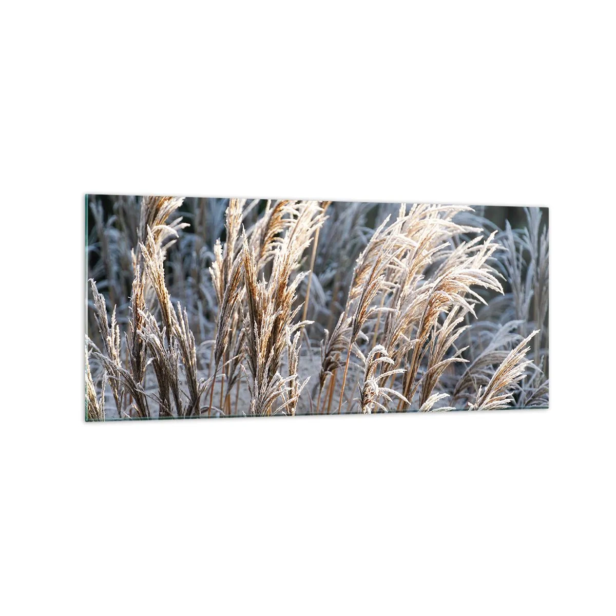 Impression sur verre - Image sur verre - Brins d'herbe d'hiver recouverts de givre sur un fond vert foncé - 120x50cm - Habillé de givre - Décoration murale moderne pour le salon et la chambre ARTTOR