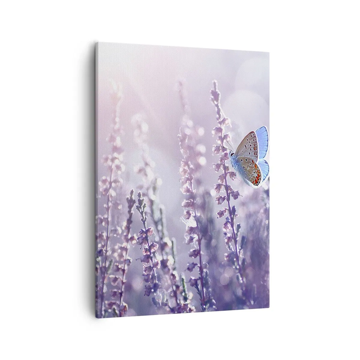 Impression sur toile - Image sur toile - Un papillon sur une lavande en fleurs dans la lumière du matin - 50x70cm - Baiser de papillon - Décoration murale moderne pour le salon et la chambre ARTTOR