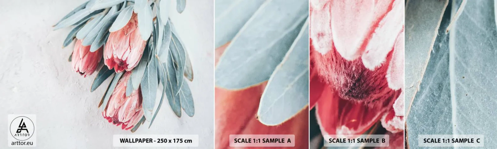 Échantillon de Papier Peint Autocollant Deluxe Sticker - Honte de leur propre beauté - Fleur, Protéa royale, Afrique - 100x30 cm